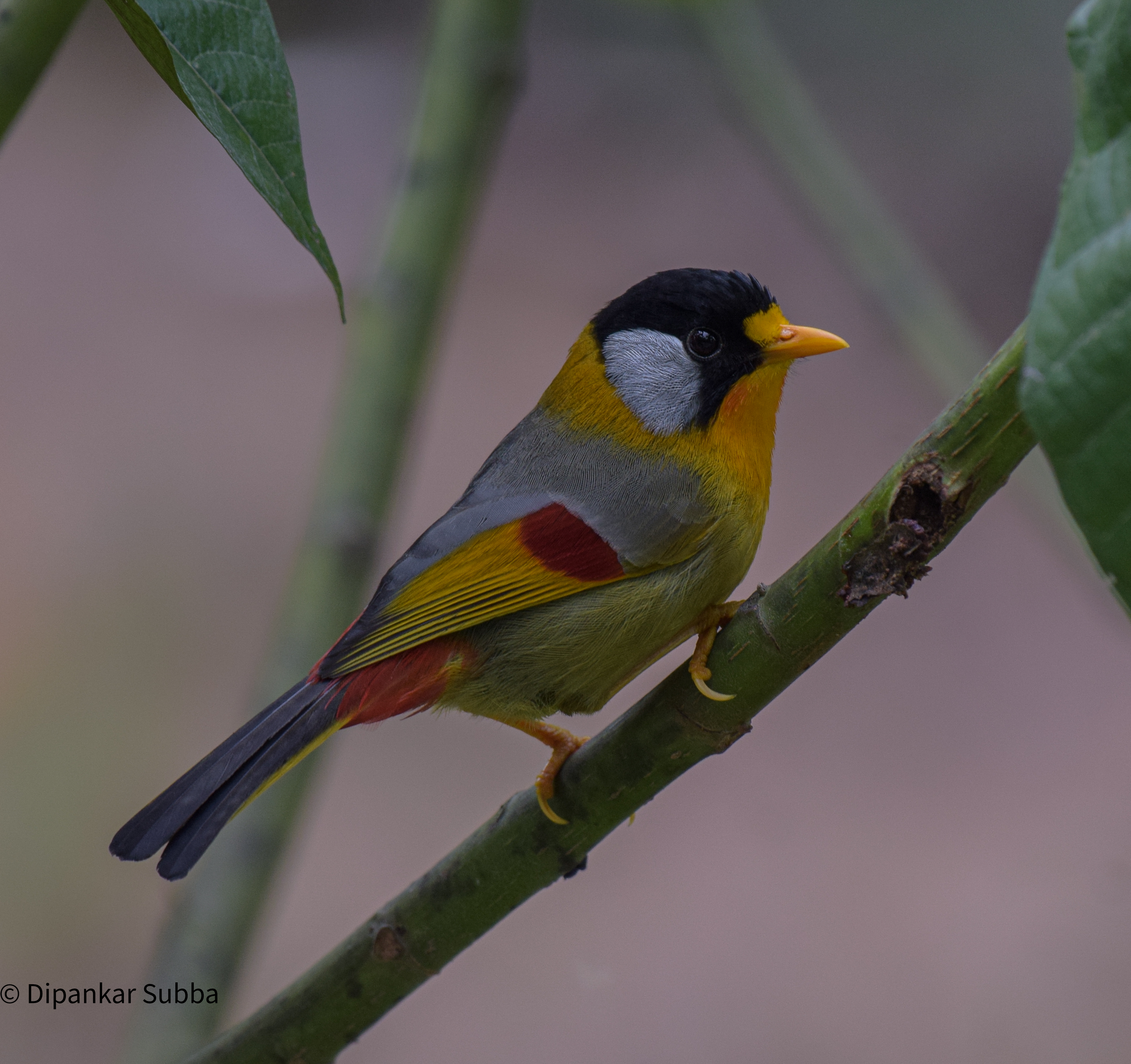 Silver Eared Mesia